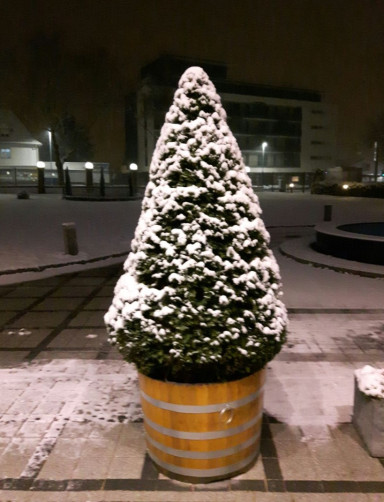 Diese Woche ist Frühlingsanfang, hier: Freiburg; Foto Stefan Kobel